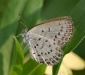 News - Fukushima: Schmetterlinge weisen schwere Mutationen auf